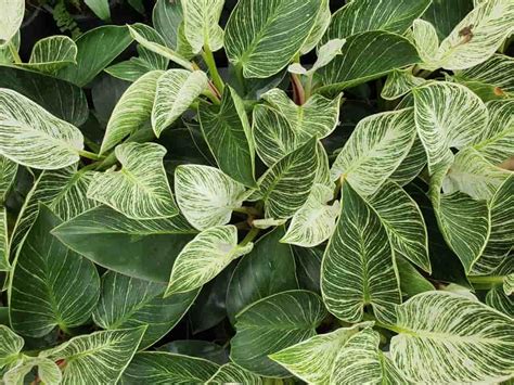 10 Causes Of Your Philodendron Not Gr.